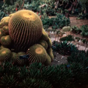 Echinocactus grusonie, Golden Barrel Cactus, Huntington Botanic Garden, San Marino, Los Angeles County