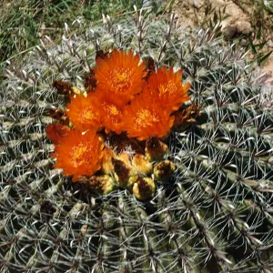 Ferocactus wisliziensis, Arivaca, Pima County, Arizona