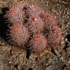 Echinocactus polycephalus. Yermo, California