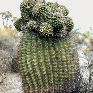 Ferocactus wislizeni monstrous, near Oracle Junction, Arizona