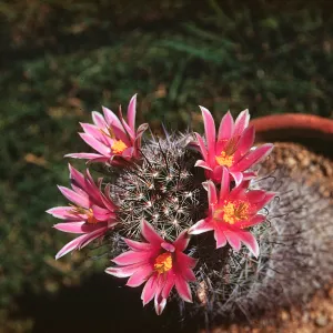 Mammilaria microcarpa, Paradise Valley, Arizona