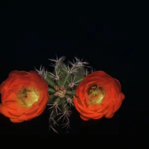 Echinocereus triglochidiatus var rosei, New Mexico