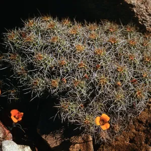 Echinocereus triglochidiatus var mojavensis, Providence Mountains, California