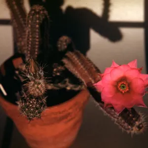 Echinocereus scheeri, University of California, Berkeley