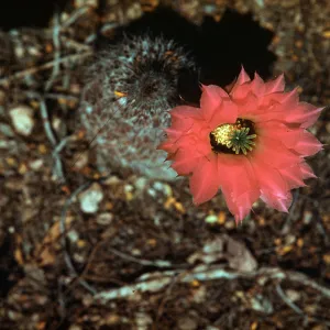 Echinocereus chisoensis, Desert Botanic Garden, Big Bend National Park, Texas