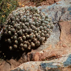 Echinocereus pacificus, San Carlos Canyon, Ensenada, Baja California