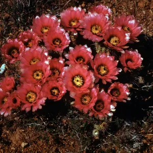 Echinocereues fendleri var boyce-thompsoni, Cleator Bradshaw Mountains, Yavapai County, Arizona