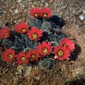 Echinocereus fendleri, Guadalupe Canyon, Arizona