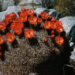Echinocereus mohavensis, Gold Valley, Providence Mountains