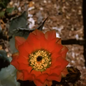 Echinocereus pectinatus, Mexico