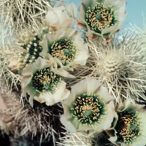 Opuntia biglovii, Silver Cholla, Jumping Cholla