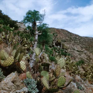 Opuntia littoralis, Coreopsis gigantea, Point Mugu, Ventura County, California