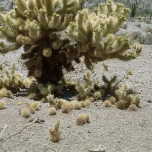Opuntia biglovii, Silver Cholla, Rincon Springs, arizona