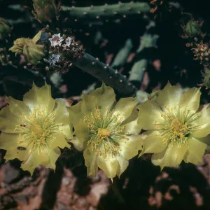 Opuntia tesata, Desert Botanic Garden, Baja California, Mexico