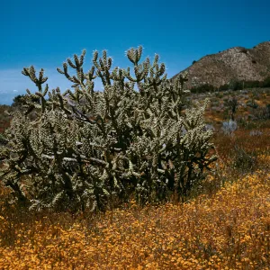 Opuntia parryi, Cuyama River, California