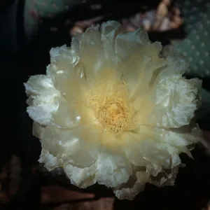 Opuntia basilaris, albino flower, Desert Botanic Garden, California
