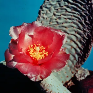 Opuntia basilaris, Dwarf Beaver Tail