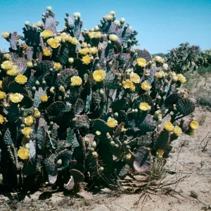 Purple Prickly Pear