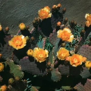 Opuntia (Prickly-pear) Santa Rita