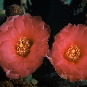 Opuntia basilaris, Beaver Tail cactus, Arizona