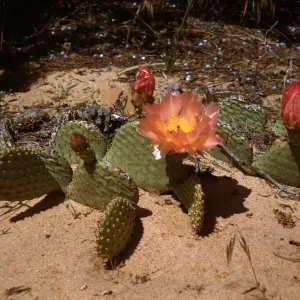 Prickly Pear (Prickly-pear), Zion National Park, Utah