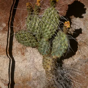 Opuntia erinaceae 