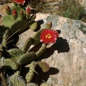 Prickly Pear, East of North Rim - Grand Canyon, Arizona