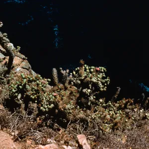 Opuntia prolifera, 200 ft. above ocean, on cliff, East end of Anacapa Island