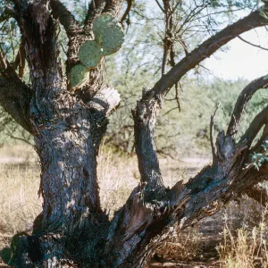 Opuntia (Prickly-pear), 8 ft. above ground in a Mesquite tree, Coons Bluff, Salt River, Arizona