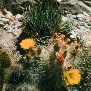 Opuntia erinaceae var orsina + Agave utahensis var nevadensis
