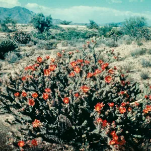 Cane Cholla landscape