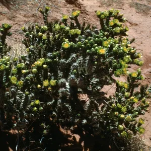 Opuntia whipplei, Short Creek, Arizona