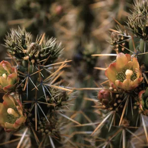 Opuntia parryi, Santa Clara River, Saugus, California