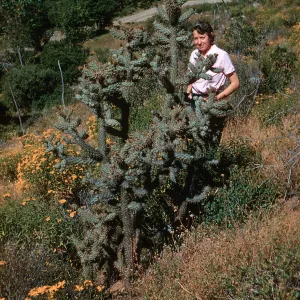 Opuntia parryi, San Carlos Canyon, Baja California
