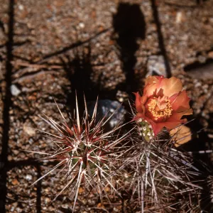 Opuntia parryi, Joshua Tree National Monument