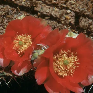 Opuntia phaeacantha