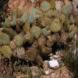 Opuntia chlorotica, Providence Mountains, California