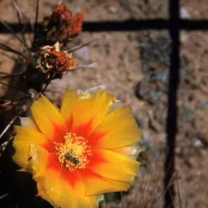 Opuntia macrocentra (Prickly-pear), Globe, Arizona