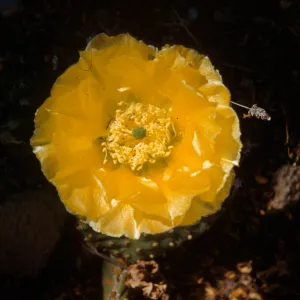 Opuntia aurea (Prickly-pear), 2 miles East of Zion National Park, Utah 