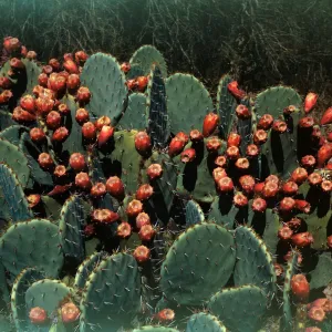 Opuntia engelmannii fruit