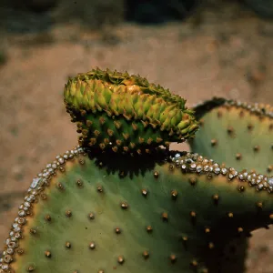 Opuntia Santa Rita, cristate flower