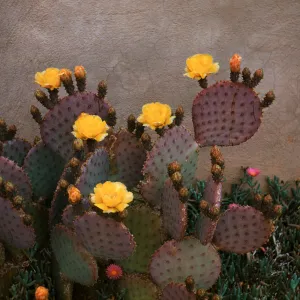 Opuntia Santa Rita (Prickly-pear)