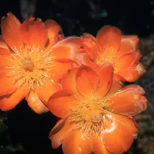 Opuntia elata (Prickly-pear)
