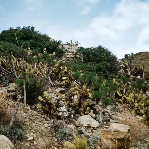 Opuntia littoralis, Point Mugu, California