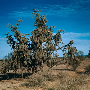 Opuntia spinosior, Paradise Valley, Arizona