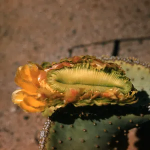 Opuntia Santa Rita (Prickly-pear), cristate flower