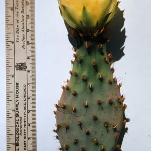 Opuntia Santa Rosa (Prickly-pear), vegetative pad turns to fertile flower