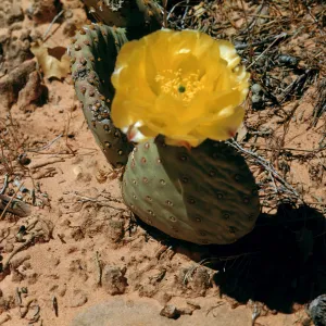 Opuntia polyacantha, Zion National Park