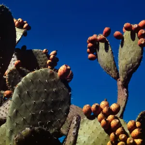 Opuntia megacantha, Prickly Pear, rancheria