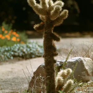 Opuntia bigelovii